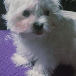 Yum - White male Maltese puppy in Dwight, Nebraska from Meliora Maltese