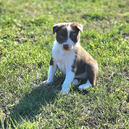 Boy 2 Green Collar - White and red male Border Collie puppy in Shelbyville, Tennessee from C Horns Ranch Border Collies