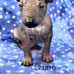Churro - Slate Xoloitzcuintli puppy in Dillwyn, Virginia from Simply Xolos