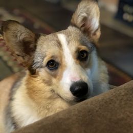 Pembroke Welsh Corgi Puppies from Walnut Creek Corgis