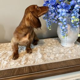 Boy 4 - male Dachshund puppy in Omaha, Nebraska from Colorful Dachshunds