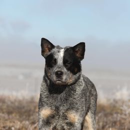 Australian Cattle Dog Puppies from JDI Enterprises