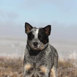 Australian Cattle Dog Puppies from JDI Enterprises
