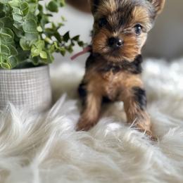 Yorkshire Terrier Puppies from Crystal Garden Yorkies