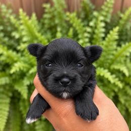 Carmello - Black male Miniature Schnauzer puppy in Dorr, Michigan from Enchanted Paws