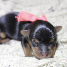 Missy - Black and tan female Yorkshire Terrier puppy in Eastland, Texas from Peach Yorkies