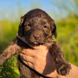 Elsa - Brown white and tan female Cockapoo puppy in Indiahoma, Oklahoma from Phamily Doodles