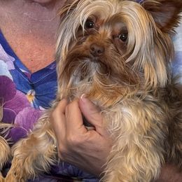 Yorkshire Terrier Puppies from Scott And Tammy's Lil Yorkies
