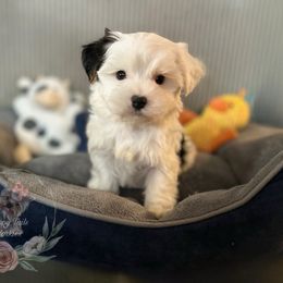 Adorable Little Yorkie Male - Parti male Yorkshire Terrier puppy in Benson, Arizona from Happy Tails Yorkies