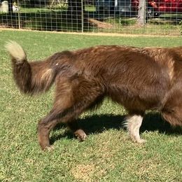 German Shepherds from P & P SHEPHERDS