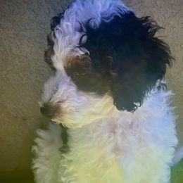 Jasper - Black and white Bernedoodle puppy in Park City, Utah from Birdie Bernedoodles