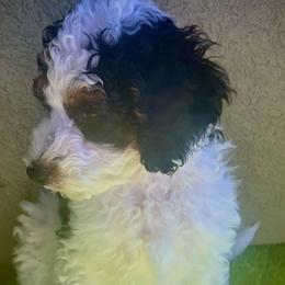 Jasper - Black and white Bernedoodle puppy in Park City, Utah from Birdie Bernedoodles