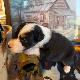 Montana - Black & white male Australian Shepherd puppy in Baker, Florida from Dubose Kennels