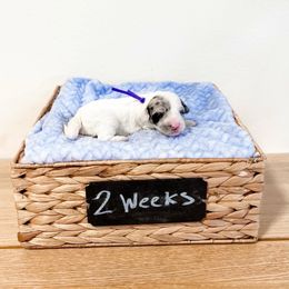 Assorted Doodle Crosses, Goldendoodle, and Sheepadoodle Puppies from Novadoodles801