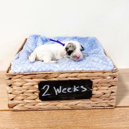 Assorted Doodle Crosses, Goldendoodle, and Sheepadoodle Puppies from Novadoodles801