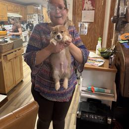 Pembroke Welsh Corgi puppies from CorGizmo