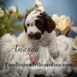 Amanda - Parti female Poodle puppy in Greenville, North Carolina from Grace Poodles