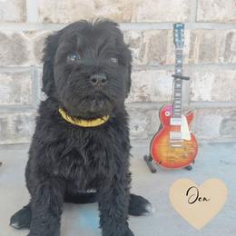 Jen - Black female Portuguese Water Dog puppy in Jacksonville, Florida from Atlantic Coast PWD