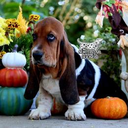 Spades - Black brown and white female Basset Hound puppy in Pollock, Missouri from Northstar