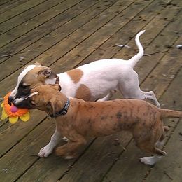 Whippet Puppies from QuiXand Performance Whippets