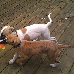 Whippet Puppies from QuiXand Performance Whippets