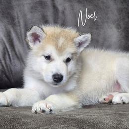 Noel - Sable and white female Alaskan Malamute puppy in Brookwood, Alabama from Sunset Malamutes