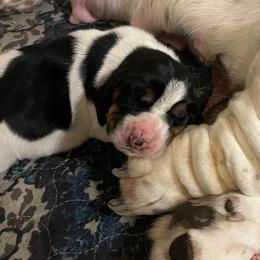 Cyra - Black brown and white female Basset Hound puppy in Idaho Falls, Idaho from Peach Blossom Bassets