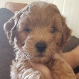 Goldendoodle Puppies from Puppy Love Doodles