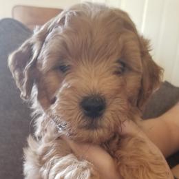 Goldendoodle Puppies from Puppy Love Doodles