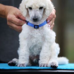 Chinese Crested and Poodle Puppies from Sommer Standards & Chinese Cresteds