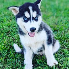 Siberian Huskies from Snow King Huskies Kennels