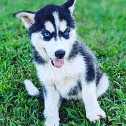 Siberian Huskies from Snow King Huskies Kennels