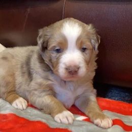 Australian Shepherd Puppies from Michelle Ferguson