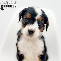 BRADEN - Tri-color male Bernedoodle puppy in Tipton, Indiana from Country Creek Doodles