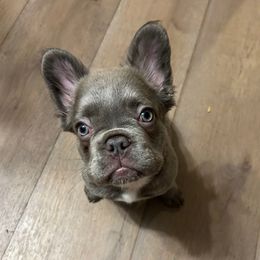Jellybean - Blue female French Bulldog puppy in Wauseon, Ohio from Cutie Pied Fluffies