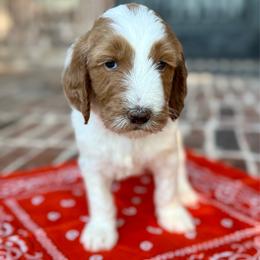 Orange - Parti female Goldendoodle puppy in Celina, Texas from Kennedy Doodles