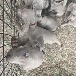 Weimaraner Puppies from Desert skyes weims