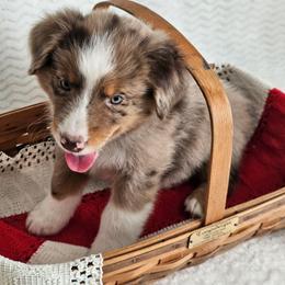Rowdy - Red merle male Australian Shepherd puppy in Mountain Grove, Missouri from K Bar H Farms