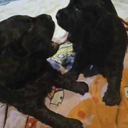 Boykin Spaniel, English Springer Spaniel, and Rat Terrier Puppies from 31 Pines Kennels