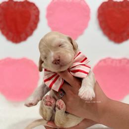 Leo - Cream male Goldendoodle puppy in Dallas County, Texas from Dream A Little Doodle