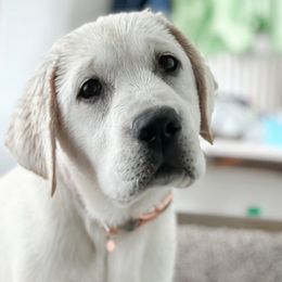 Halley - Labrador Retriever