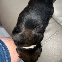 Girl 4 - Red Shih Tzu puppy in Pottstown, Pennsylvania from DHDoggs Shih Tzu