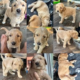 Assorted Doodle Crosses, Goldendoodle, and Poodle Puppies from Kava Kennels