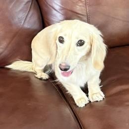 BOO - Dachshund