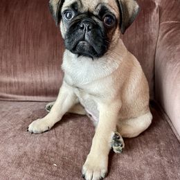 Pug Puppies from Galaxy Pugs of Georgia