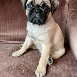 Pug Puppies from Galaxy Pugs of Georgia