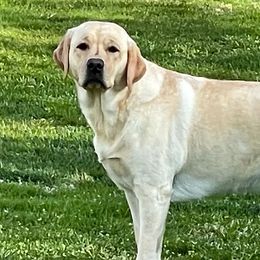 Labrador Retrievers from Kaufmann English Lab