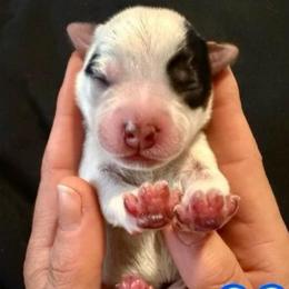 Gaia - Blue female Australian Cattle Dog puppy in Clovis, California from Miller Australian Cattle Dogs