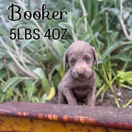 Booker - Silver male Dilute Retriever puppy in Puyallup, Washington from 12 Door Farm Labradors