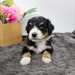 Marigold - Tri-color female Bernedoodle puppy in Granton, Wisconsin from Rose River Farms